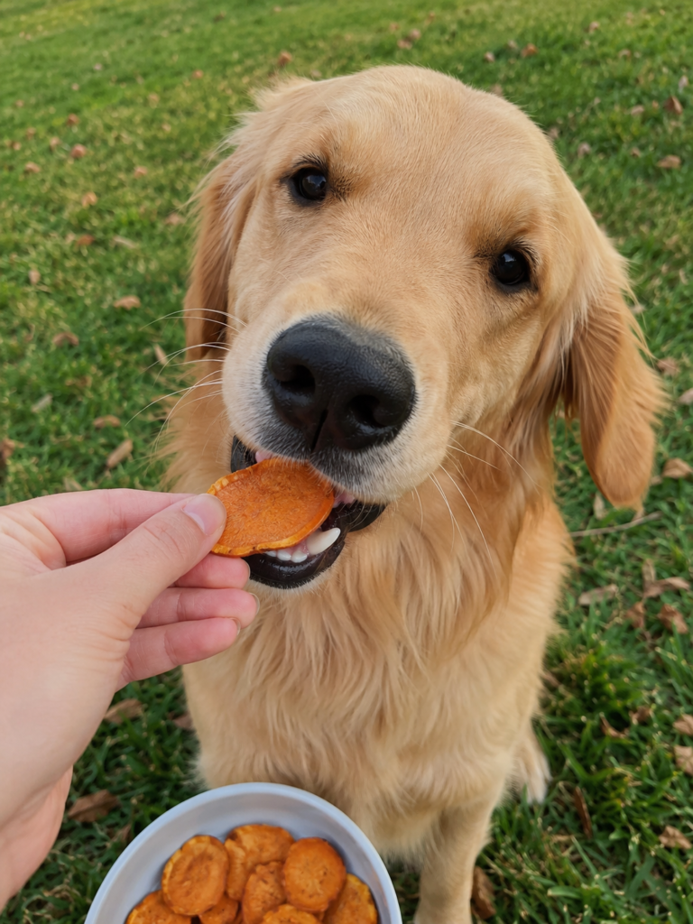 dog eating homemade carrot chip treat